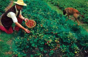 Toutes sortes de variantes en cultures de fraisiers, sur divers mulchs, avec plusieurs procédés naturels contre l’enherbement.
