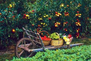 Tout en testant sur fruits et légumes l’absence de tous fertilisants, pesticides et herbicides.
