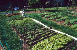 Le résultat du compost vert en «support de semis» : aucune levée d’herbe parmi les plants de légumes et fleurs semés en vue du repiquage ou directement en place.
